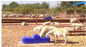 Plastic Thermo Four Hole Drinking Trough 1.5m For Sheep