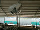 2200W Zinc Coated Cattle Barn Fans For Air Cooling