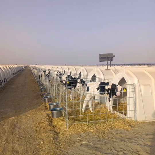 LLDPE Plastic Cattle House Hot Dip Galvanized Steel Livestock Equipment