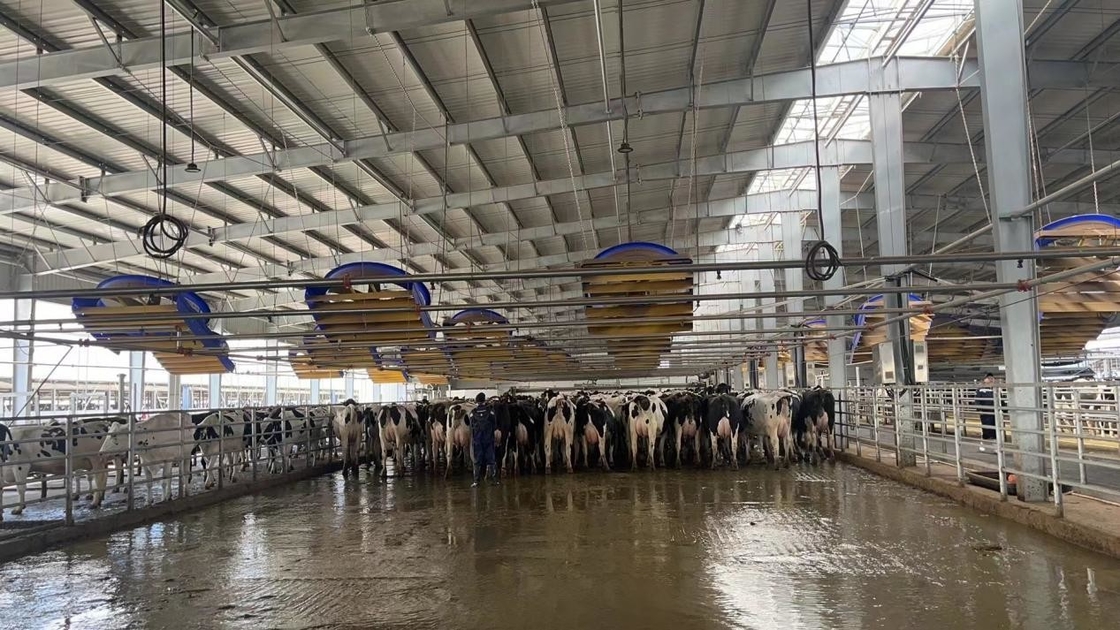 72 Inch Ventilation Cooling Fan For Cow / Cattle Calf Calve House / Dairy Farm / Shed