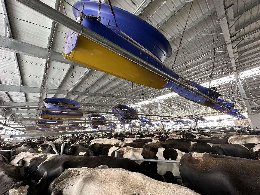 72 Inch Ventilation Cooling Fan For Cow / Cattle Calf Calve House / Dairy Farm / Shed