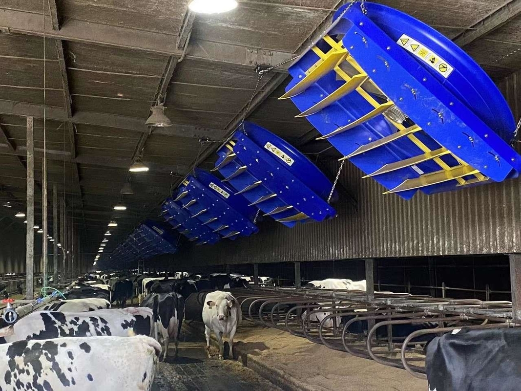 72 Inch Ventilation Cooling Fan For Cow / Cattle Calf Calve House / Dairy Farm / Shed