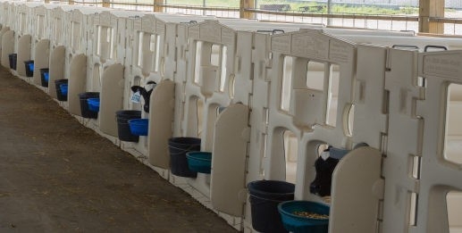 High Quality Calf Pen Made of White LLDPE The Ideal Choice for Safe and Comfortable Calf Rearing