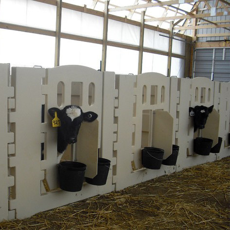 Individual Calf Pen From Terrui Brand With NSG192WC Model And 192cm 756ft Size And 38kg Weight