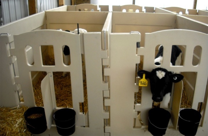 High Quality Calf Pen Made of White LLDPE The Ideal Choice for Safe and Comfortable Calf Rearing