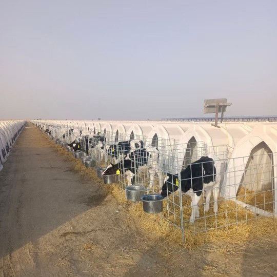 Polyethylene Dairy Calf Hutches Suitable for Calves of All Ages and Sizes 220*145*145cm