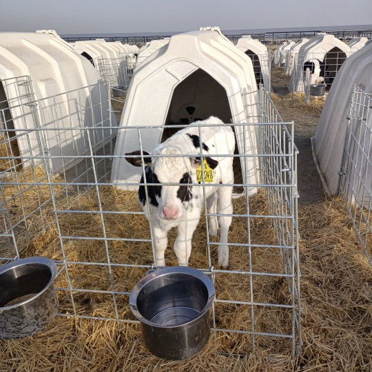 Ventilated Calf Hutch for Ensuring Optimal Airflow and Comfort for Young Calves