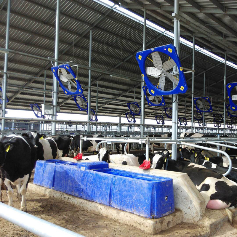 Affordable Cow Waterer for Heavy-Duty Watering Length 400cm/13.1ft. Width 67cm/2.2ft