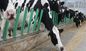 Humanized L250mm Cow Free Stall For Cows Feeding