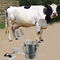 OEM Dairy Farm Single Milk Sucking Machine Cow Milking Machine 220V