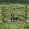 Movable Detachable Pet Dog Fence Small Animal Pet Metal Wire Fence