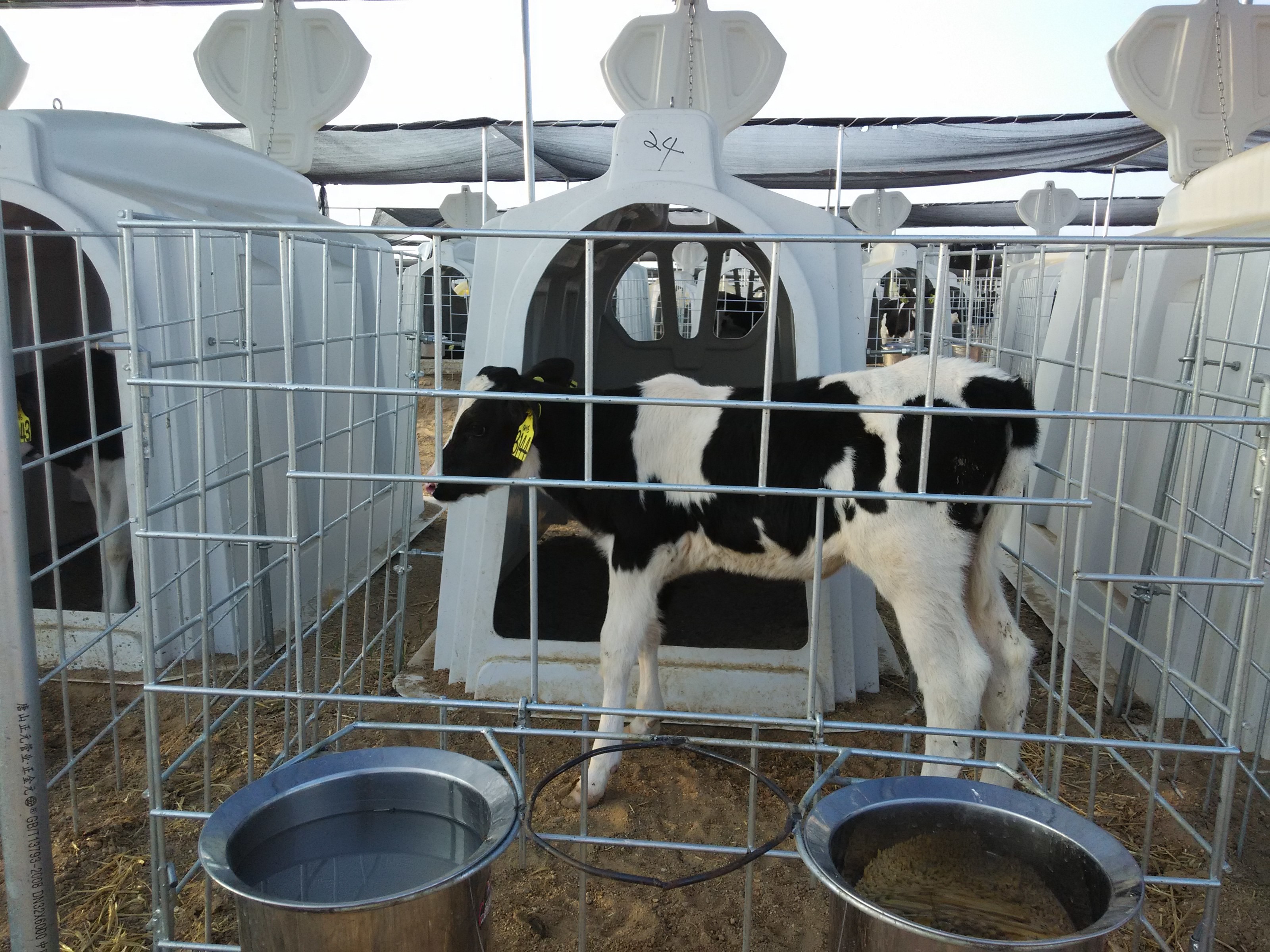 Terrui 2.3*1.5m Dairy Calf Hutches For Cattle House