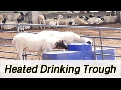 High Capacity Cow Waterer with 260L Capacity and 190mm Drinking Height