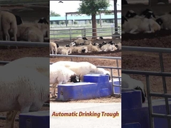 120L/min Flow Rate Cow Drinking Trough 150L Capacity for Agricultural Production