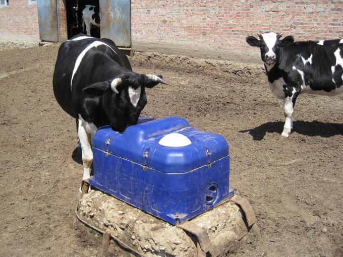 LLDPE Livestock Water Trough